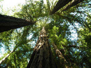 Visiting the RedWood Forest – CA